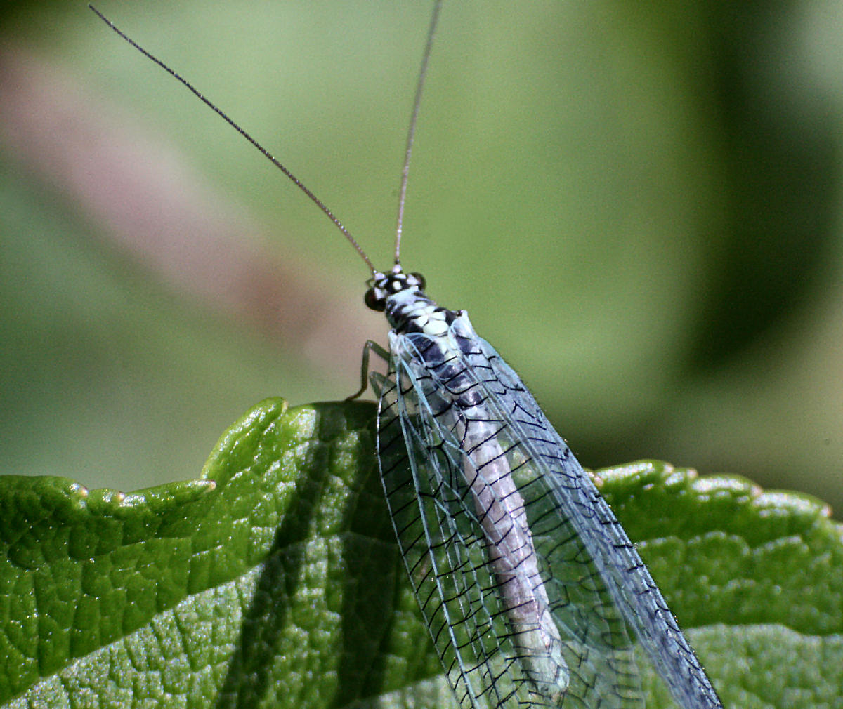 Chrysopa perla ?